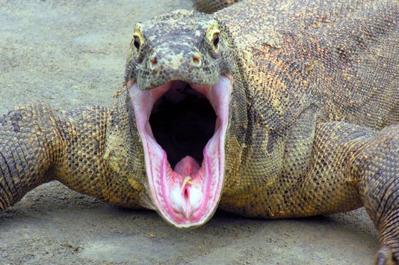 The Komodo dragon is found in the Indonesian islands of Komodo, Rinca, Flores, Gili Motang and Gili Dasami. 