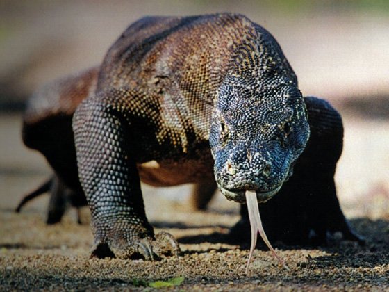 Komodo sees immediate gains from its New7Wonders of Nature status | About  New7Wonders