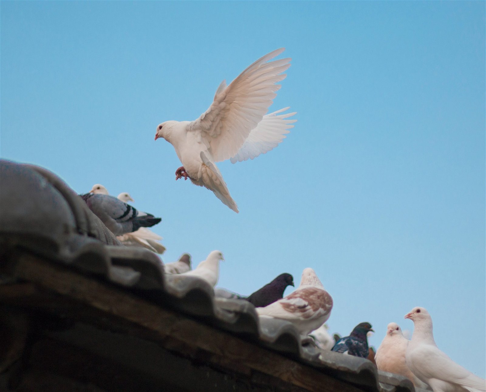 A dove landing on a roof