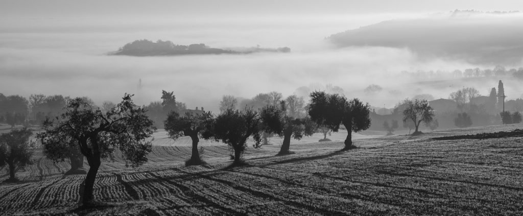 An olive grove in Castelfidardo, Italy