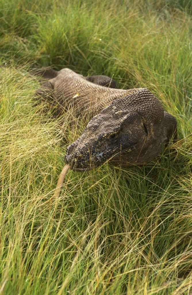 The stealthy predator makes its way through the thick grass