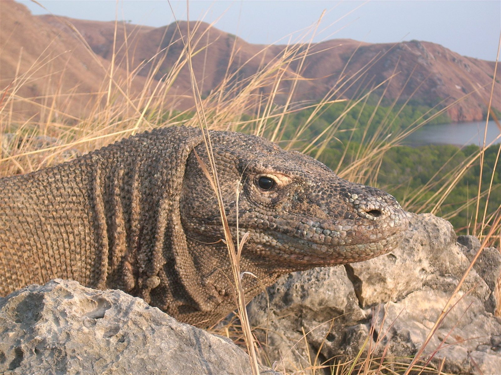 A close-up shot of a Komodo dragon on the island of Rinca