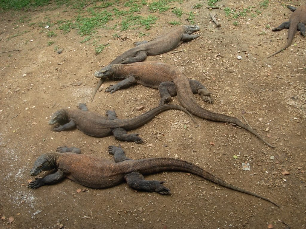 What Is So Interesting About the Komodo Dragon?