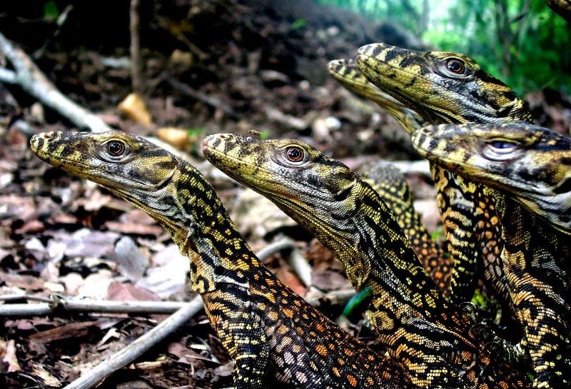 Young Komodo dragons