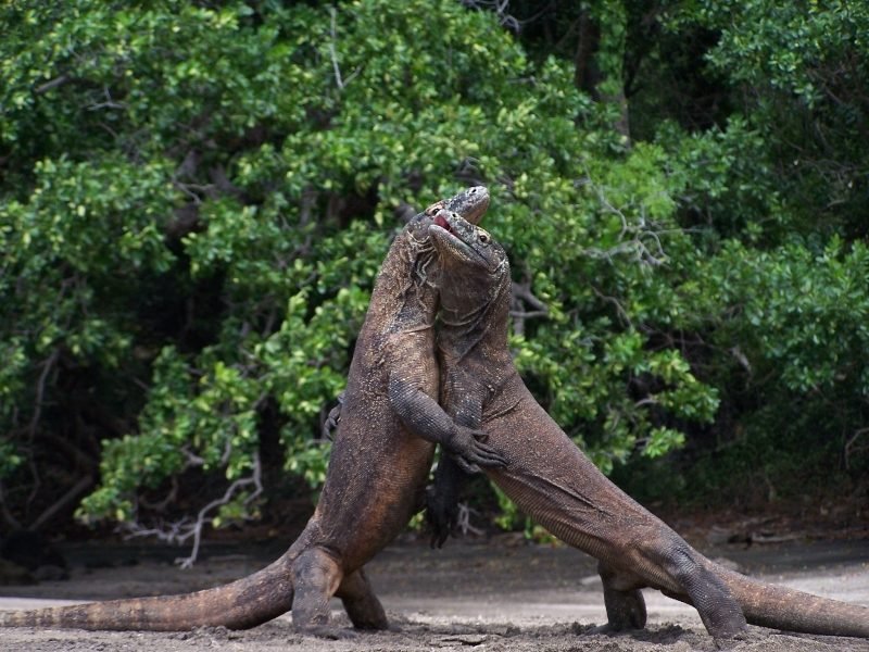 Two male Komodos fight on their hind legs