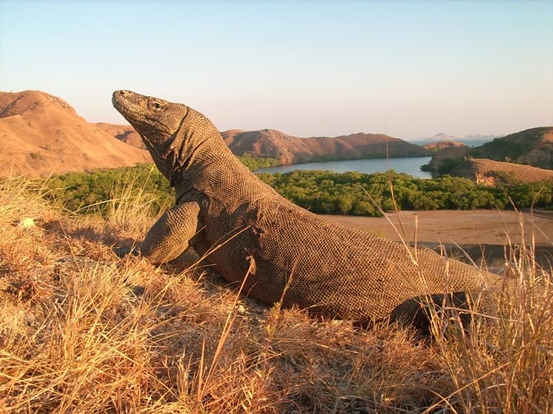 A Komodo dragon on the island of Rinca